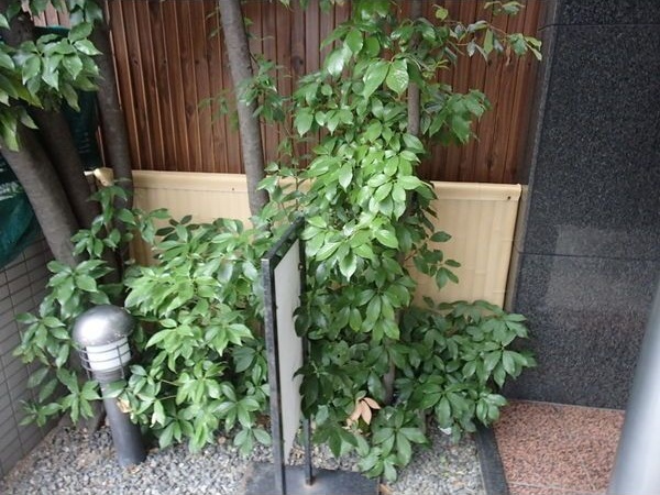 庭