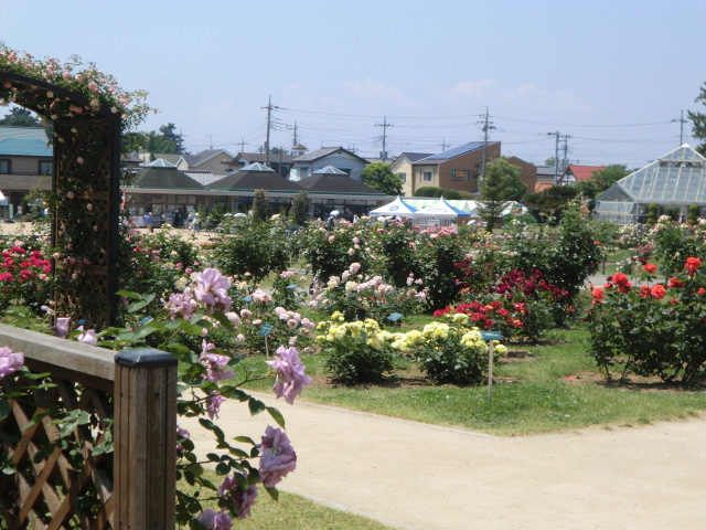 公園　敷島公園バラ園（公園）まで669m
