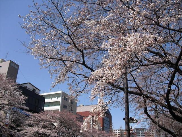 その他　大学通り（その他）まで1500m