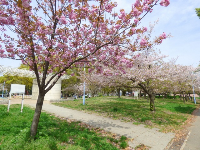 公園　平野白鷺公園（公園）まで1213m