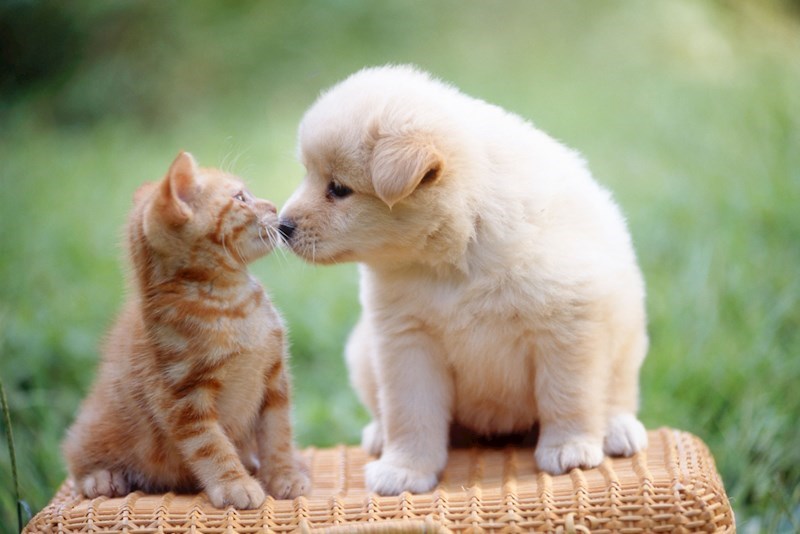その他　小型犬or猫どちらか1匹可／敷金＋1ヶ月