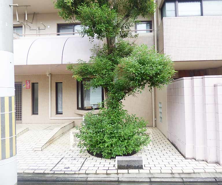 庭
