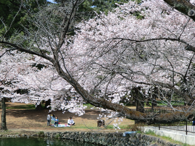 公園　敷島公園（ばら園）（公園）まで1154m