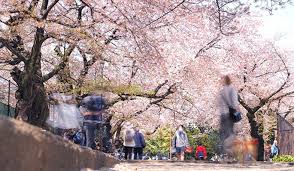 公園　哲学堂公園（公園）まで699m