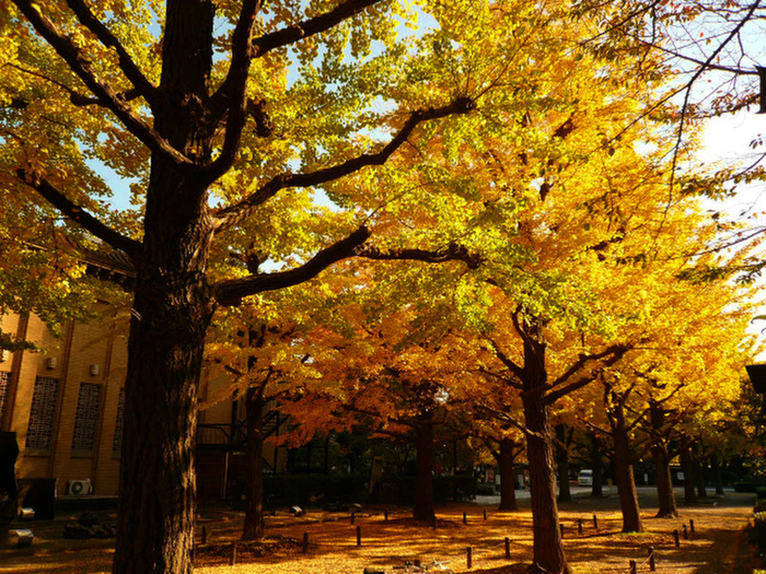 公園　横網町公園（公園）まで1500m