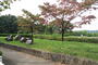 公園　富士見台公園（公園）まで250m