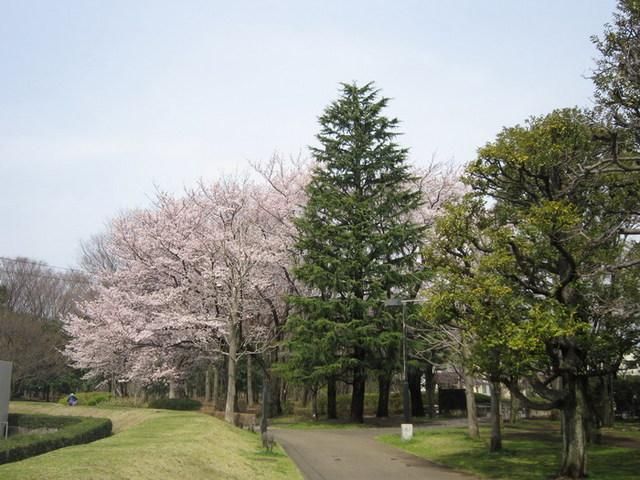 公園　深大寺植物公園（公園）まで750m