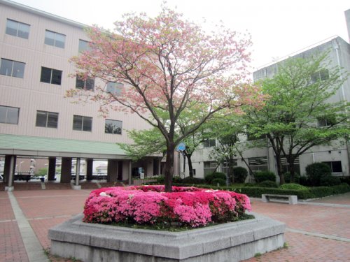 大学・短大　久留米大学医学部看護学科（大学・短大）まで1184m