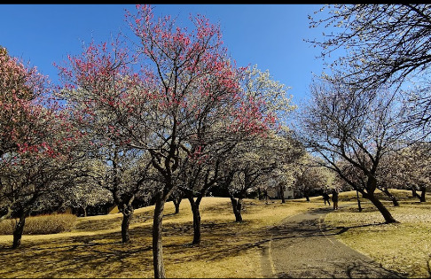 【セジュール梅園の公園】