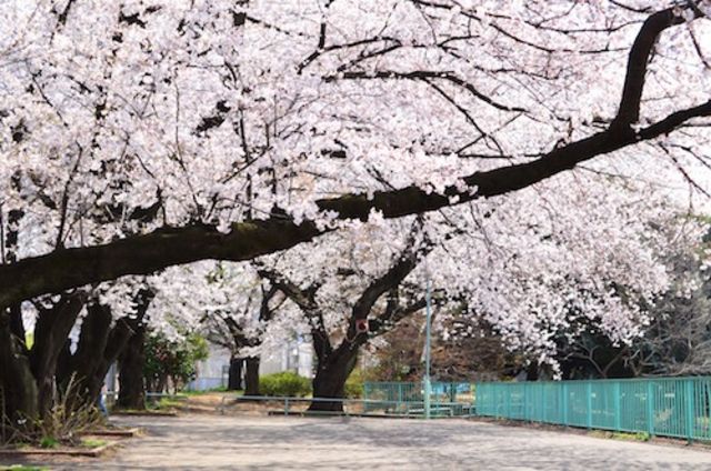 公園　白山公園（公園）まで229m
