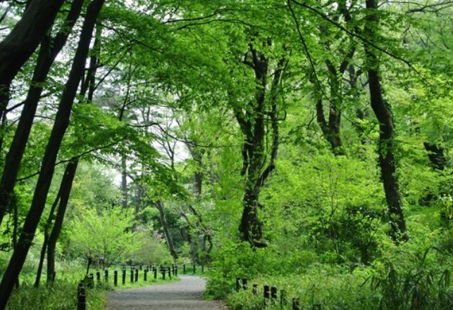公園　国立科学博物館附属自然教育園（公園）まで222m