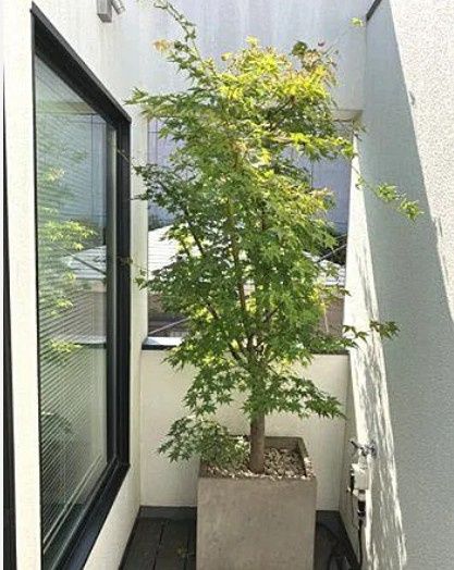 バルコニー　☆バルコニー☆