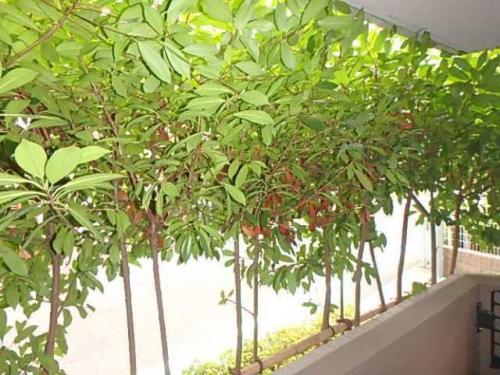 眺望　（別タイプ参考写真）亀十レジデンス　豊島区南大塚1