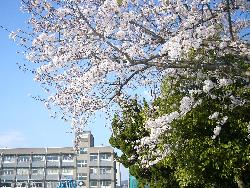 【ニューハイツ新在家の小学校】