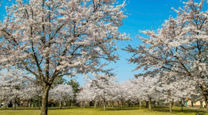 公園　西公園（公園）まで200m