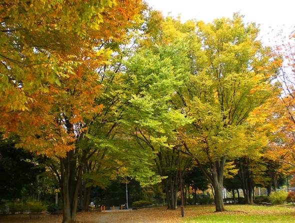 公園　和田堀公園（公園）まで644m