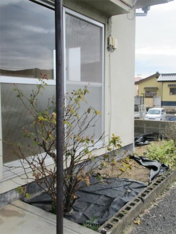 庭