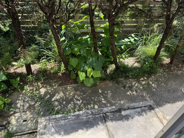 庭