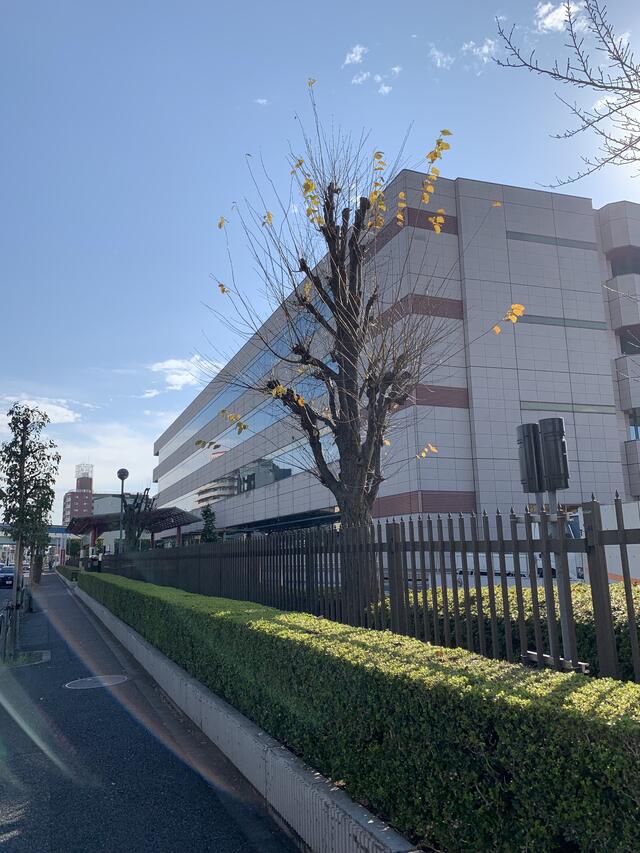 コンビニ　ファミリーマート日本年金機構本部／S店（コンビニ）まで335m