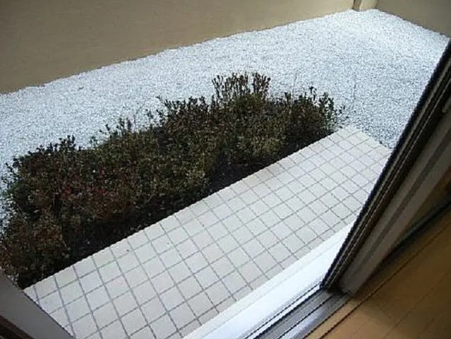 庭