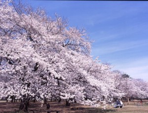 【小金井市桜町のアパートの公園】