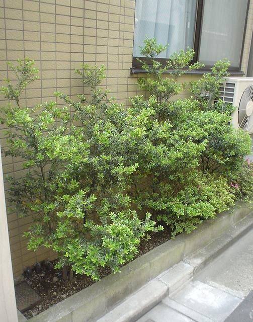 その他　植栽