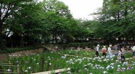公園　しょうぶ沼公園（公園）まで384m