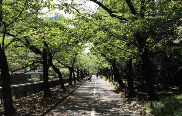 公園　仙台堀川公園（公園）まで700m