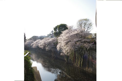 その他　江戸川橋（桜並木）（その他）まで826m