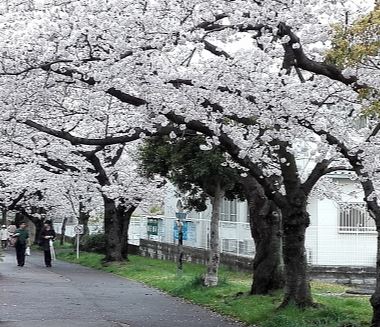 公園　桃山公園（公園）まで440m