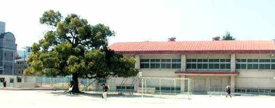 小学校　広島市立三篠小学校（小学校）まで604m