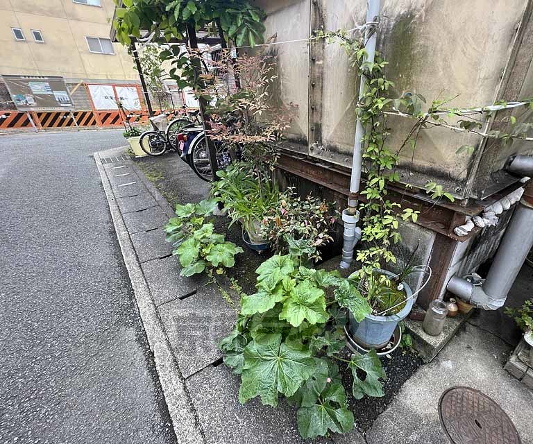 庭