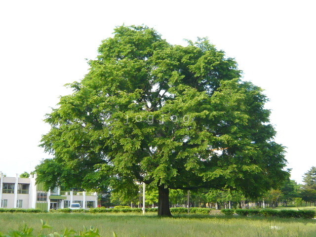 公園　北海道立真駒内公園（公園）まで147m