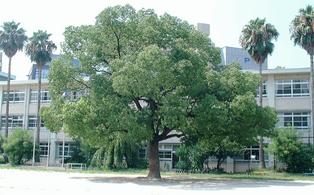 小学校　東住吉小学校（小学校）まで167m