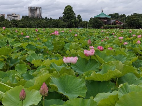 公園　東京都立上野恩賜公園（公園）まで1832m