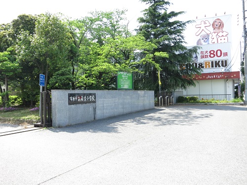 小学校　市原市立若葉小学校（小学校）まで946m