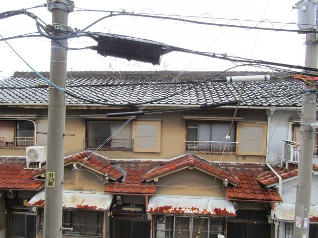 F asecia copperのその他写真