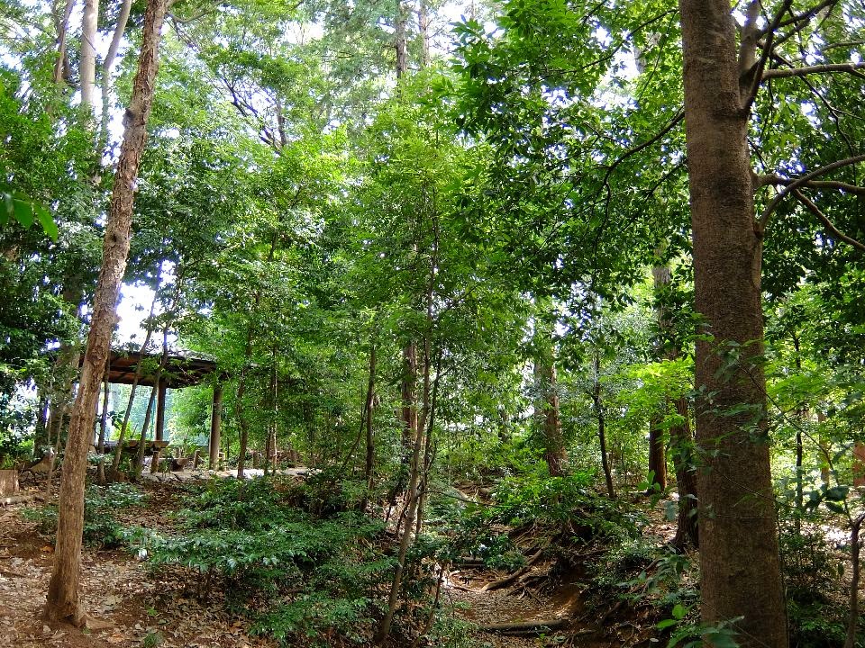 公園　平兵衛樹林地（公園）まで1030m