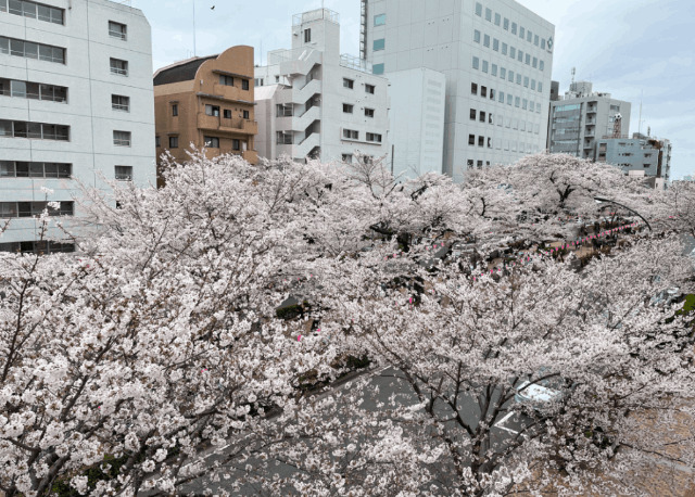 【メゾン小石川の小学校】