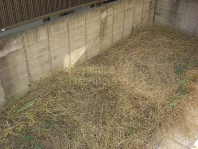 庭