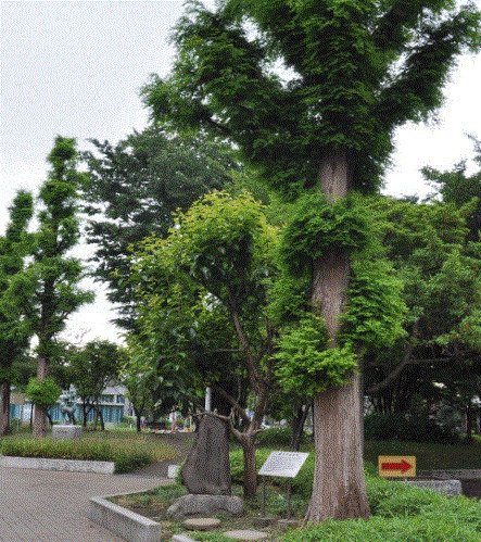 公園　溝口緑地（公園）まで2775m