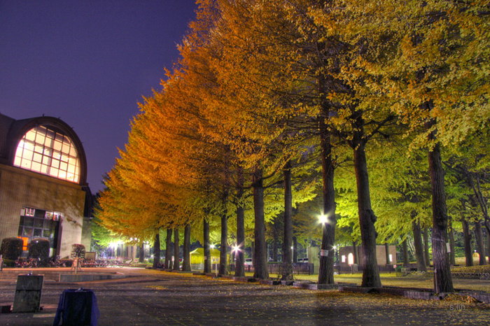 公園　小平中央公園（公園）まで1000m