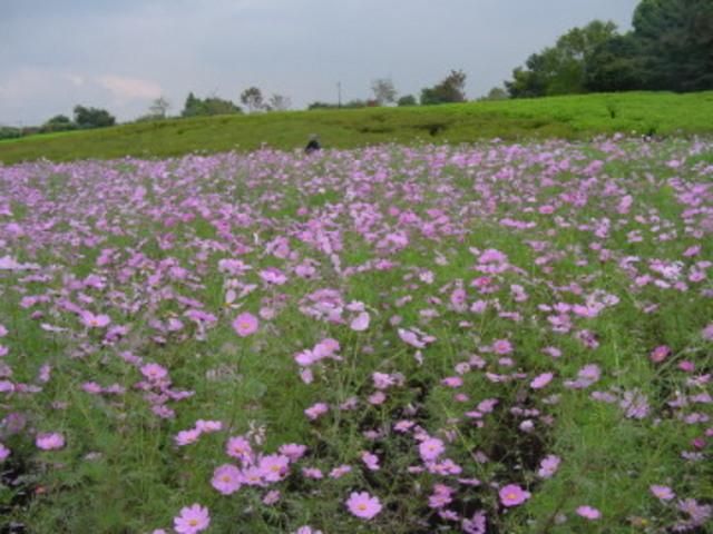 公園　小金井公園（公園）まで170m