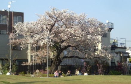 公園　新宿区立富久さくら公園（公園）まで779m