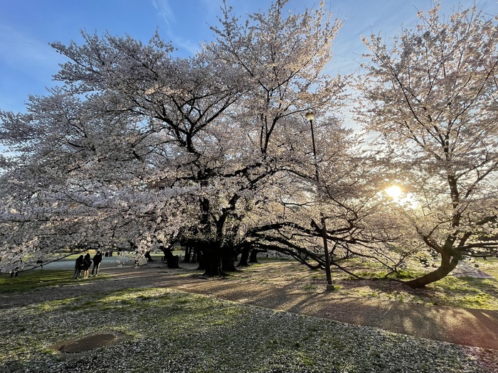 公園　砧公園（公園）まで367m