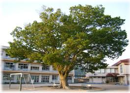 小学校　尾道市立御調中央小学校（小学校）まで570m