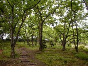 公園　牟礼の里公園（公園）まで484m
