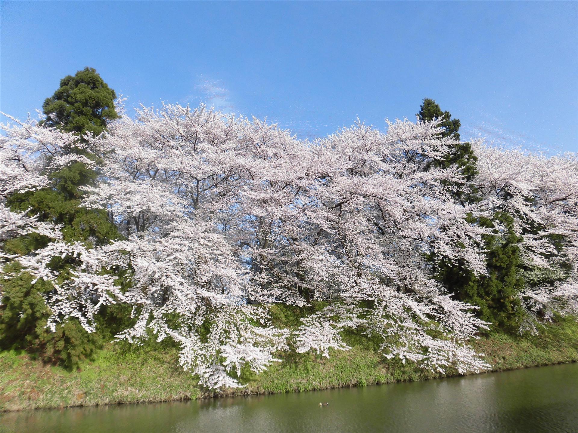 公園　霞城公園（公園）まで350m