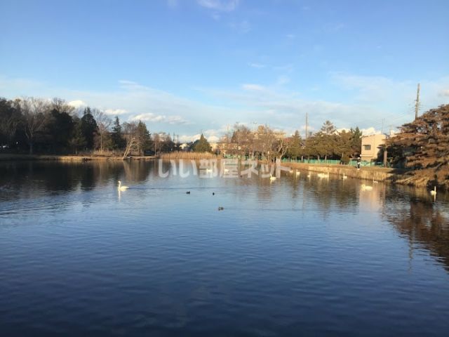 公園　大島公園（公園）まで710m