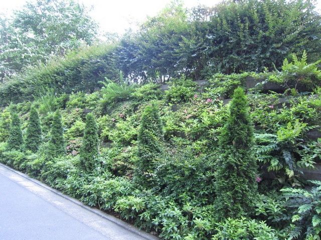 庭　植栽